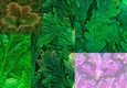 Oak Leaf, 8x8 & 12x12 Scrapbooking