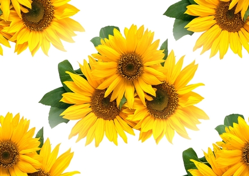 Lovely yellow sunflowers  backing paper (big)