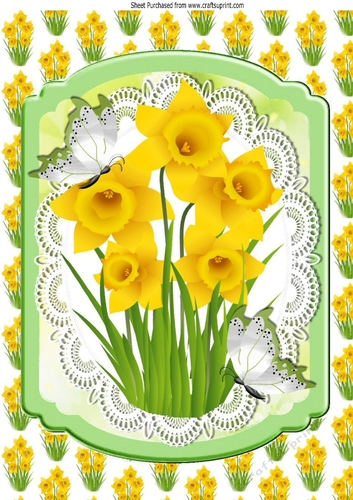 Lovely yellow  spring daffodils on lace A4