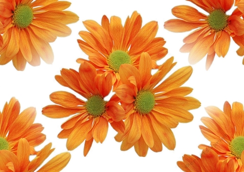 Beautiful orange flowers ( big) backing paper