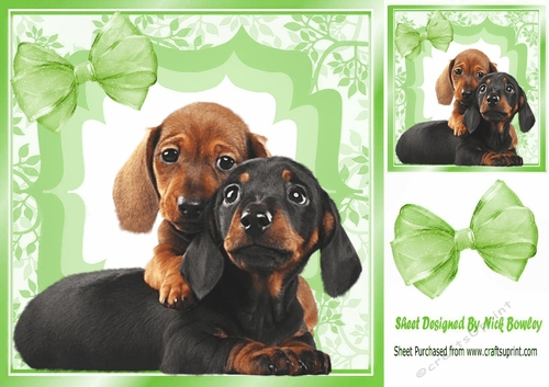 Cute Dachshund puppies with green organza bow 7x7