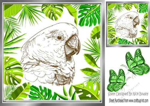 lovely sketch of a parrot in jungle leaf frame with butterflies 8x8