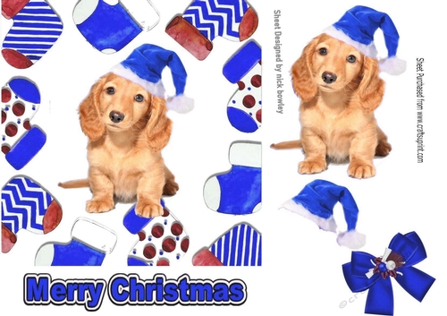 Cute puppy in blue santa hat in christmas sock frames 7x7