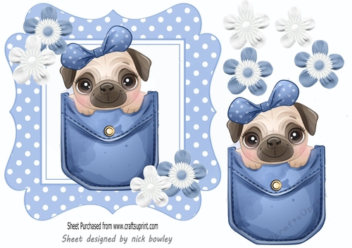 Cute pug in a blue denim pocket with blue polkadot 7x7 frame