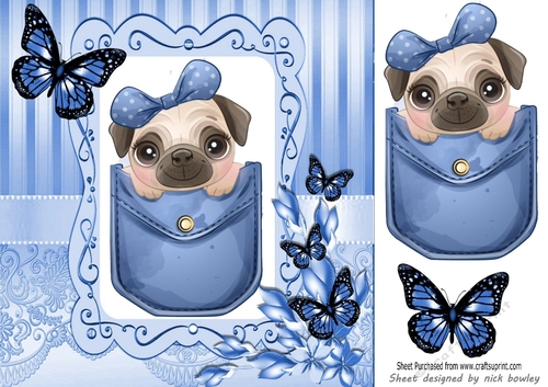 Cute pug in a blue denim pocket with butterflies 8x8