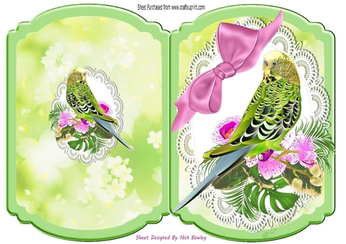 Pretty green budgie on lace with bow bracket card (one)