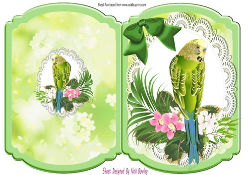 Pretty green budgie on lace with bow bracket card (four)