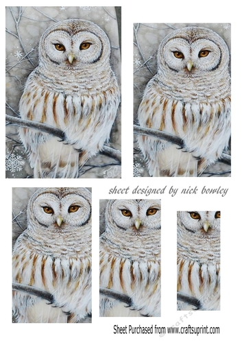 pretty grey and white snow owl with pyramids