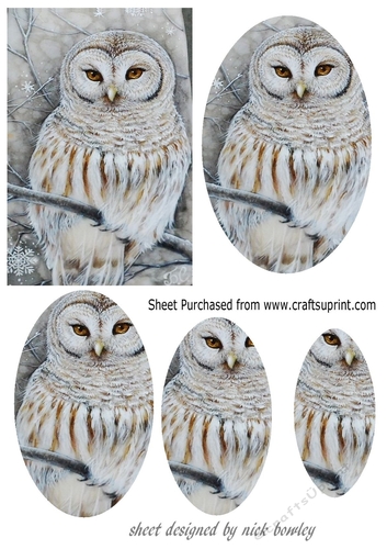 pretty grey and white snow owl with oval pyramids