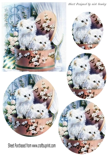 Cute kittens in hat gift box oval pyramids