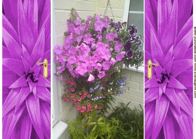 Hanging Basket of Cerise Pink Flowers Gatefold