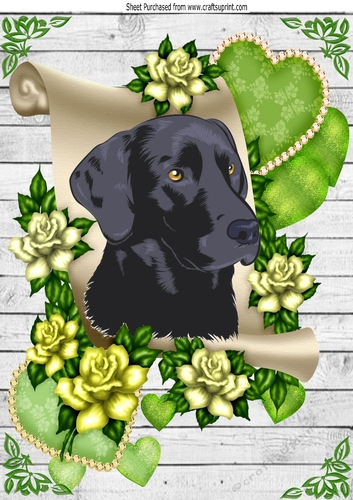 Lovely black labrador on a scroll with green roses A4