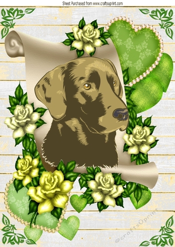 Lovely brown labrador on a scroll with green roses A4