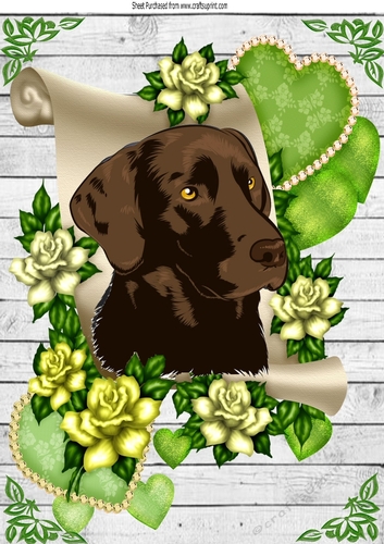 Lovely chocolate labrador on a scroll with green roses A4