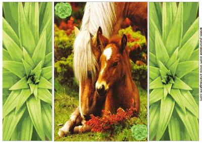 Mum & Baby Foal Gatefold