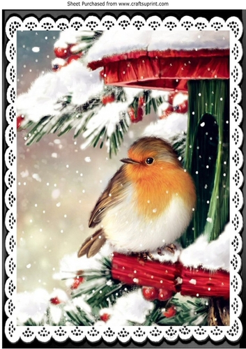 Pretty Robin in the snow A4 Black lace frame