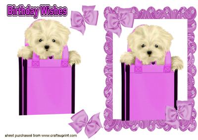 Gypsey the Westie in a Bag