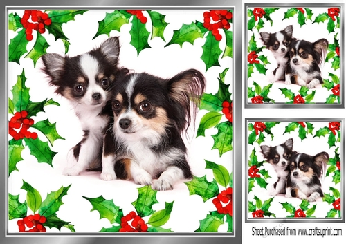 Lovely Holly and red berry card front with chihuahuas