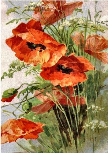 Beautiful Red Poppies A4