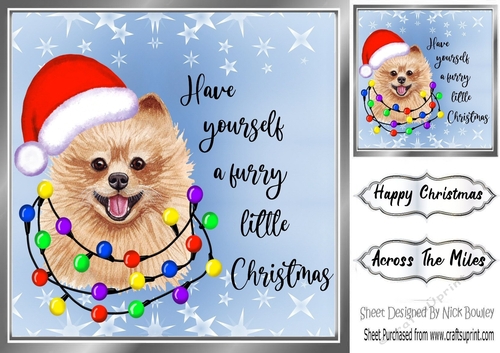 Cute little dog in santa hat 8x8 (one)