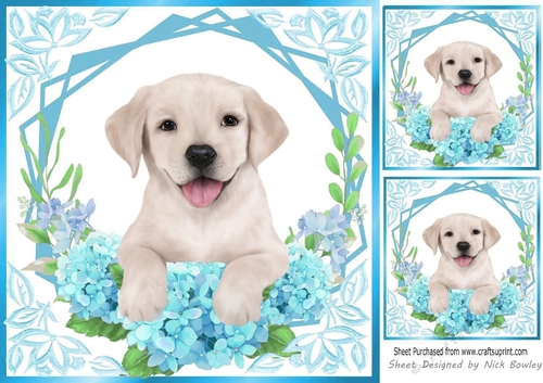 Cute Labrador Puppy with Turq flowers 8x8