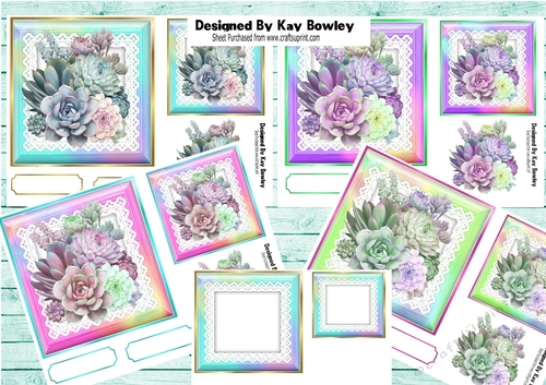  4 Pretty Rainbow Succulents on Lace 7x7 Mini Kit