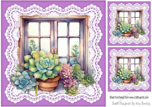 Pretty Coloured Succulents Window Frame On Lace 8x8 (Four)