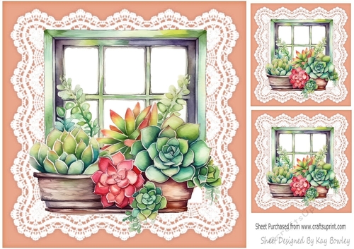 Pretty Coloured Succulents Window Frame On Lace 8x8 (Six)