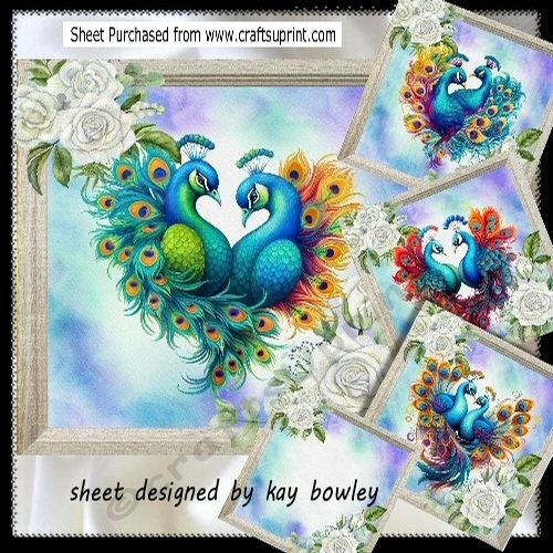 Beautiful Peacocks  With  White Roses 4  8x8 Card Fronts Mini Kit