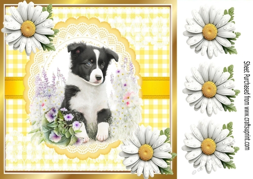 Cute Border Collie Puppy , Yellow Gingham & Daisies 8x8 (Four)