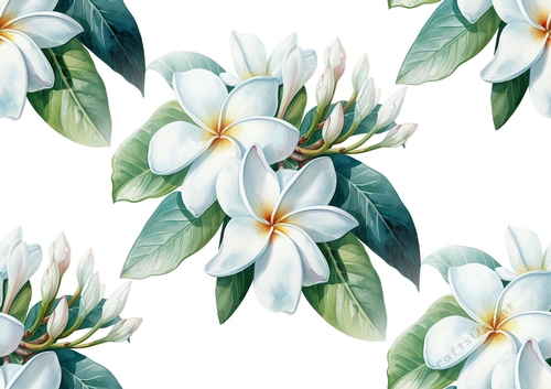 Pretty White Plumeria Pastel Flowers Backing Paper (Big)