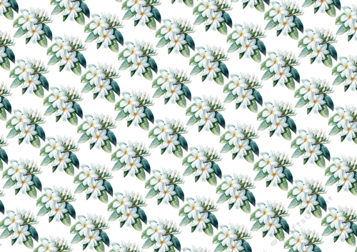 Pretty White Plumeria Pastel Flowers Backing Paper (Small)