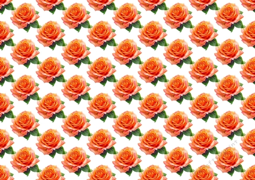 Pretty Watercolour Peach Roses Backing Paper (SMALL)
