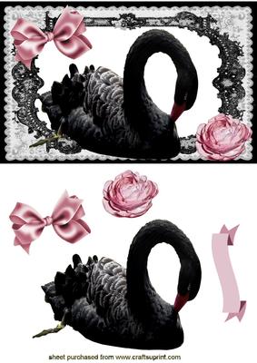 Beautiful Black Swan with Pink Rose in Lace Frame