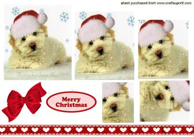 Cute Little Westie with Santa Hat on , Pyramids