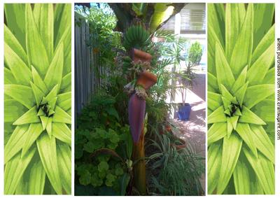 Lovely Tropical Plant, Gatefold