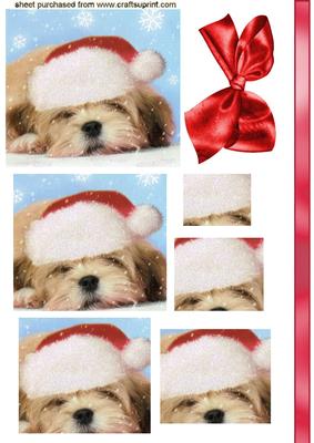 Little Terrier in Santa Hat