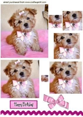 Cute Little Terrier Puppy, Pyramids