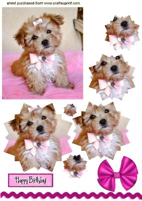 Cute Little Terrier Puppy, Star Pyramids