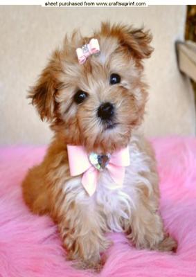 Cute Little Yorshire Terrier A4 Topper