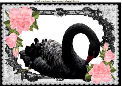 Black Swan with Pink Roses, A4 Topper
