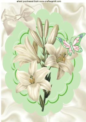 Pretty White Lily in Scalloped Frame, A4