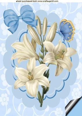 Pretty Cream Lily on Blue Scalloped Frame A4
