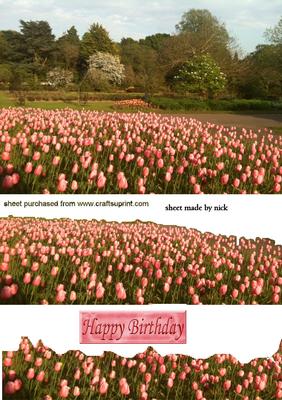 Woodland and Pink Tulips in the Spring