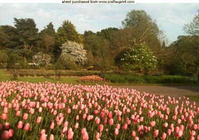 Woodland and Pink Tulips in the Spring Photograph, A4 Topper