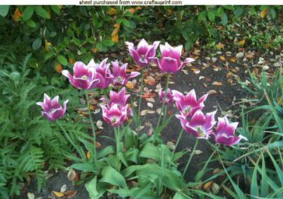 Pink Tulips in the Woodland, A4