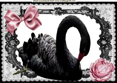 Black Swan in Black Lace Frame with Pink Roses A4