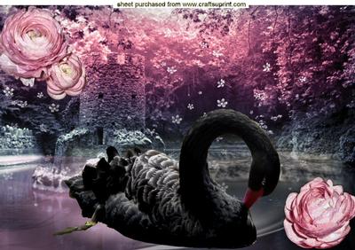Beautiful Black Swan with Castle & Lake, A4