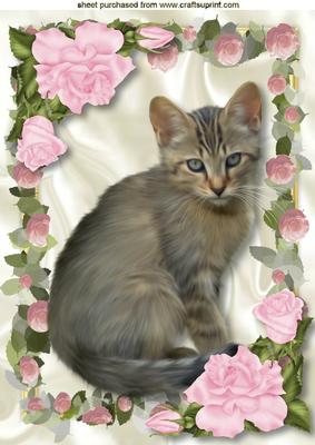 Cute Little Kitty in Frame of Pink Roses A4