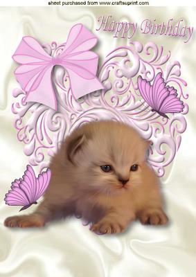 Little White Kitten with Butterflies A4